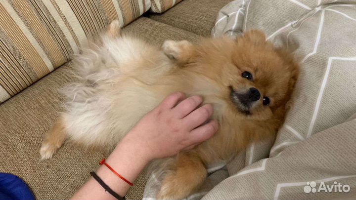 Передержка животных на время отпуска