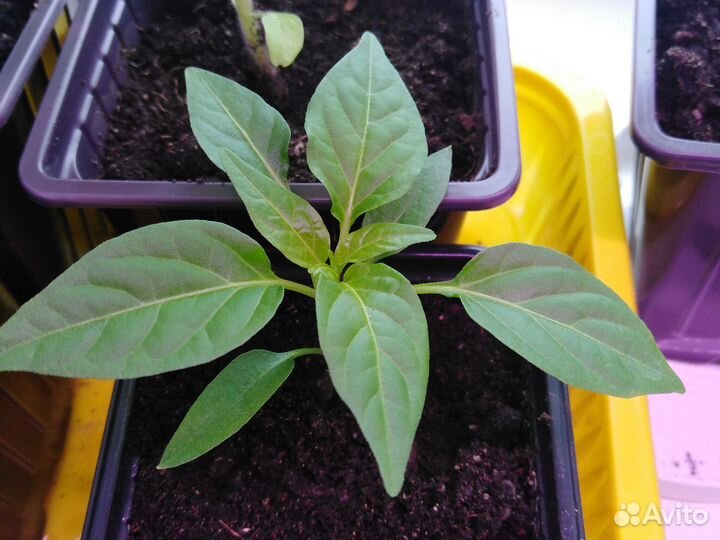 Рассада перчика