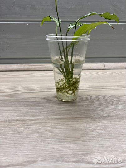 Спатифиллум