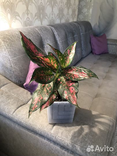 Аглаонема Стравберри Бейби