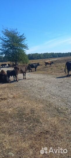 Коровы телки