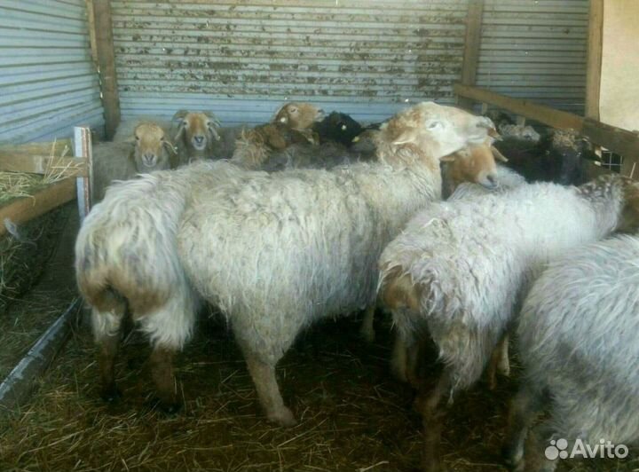 Баран курдючные