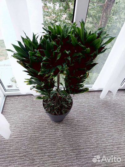 Драцена/ сансевиерия