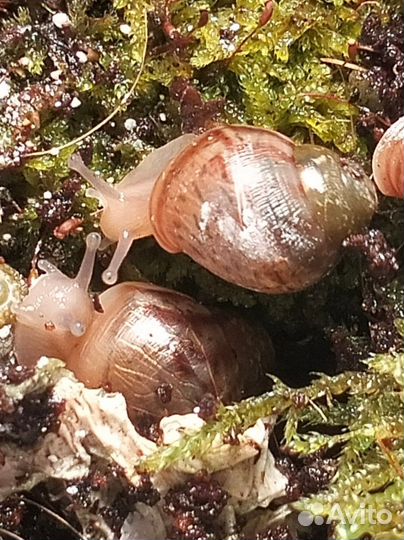 Улитки ахатин