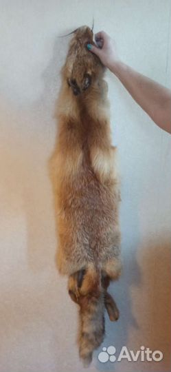 Шкура рыжей лисы
