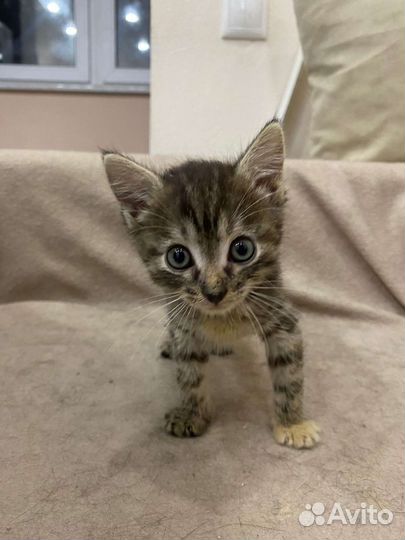 Кошки в добрые руки бесплатно