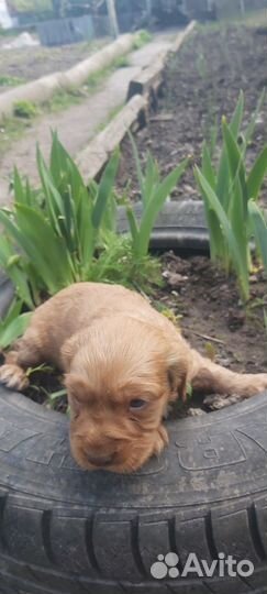 Русский спаниель