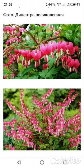 Многолетние цветы из своего сада