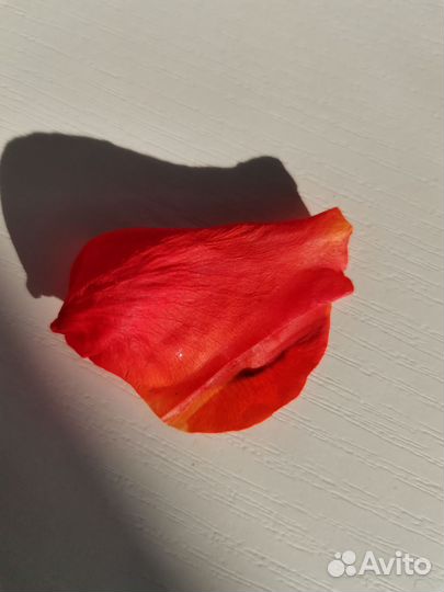 Вечная живая роза в колбе стабилизированная