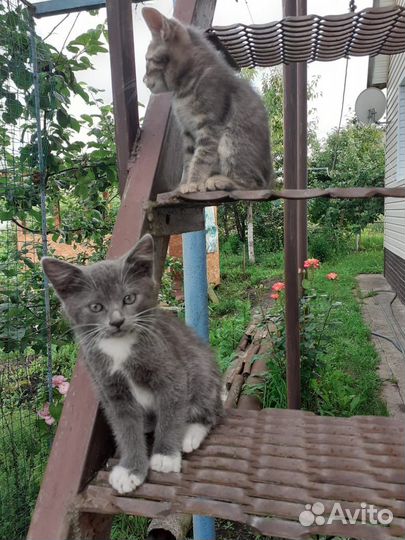 Котята в добрые руки