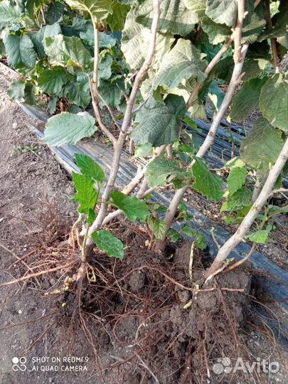 Саженцы фундук, миндаль