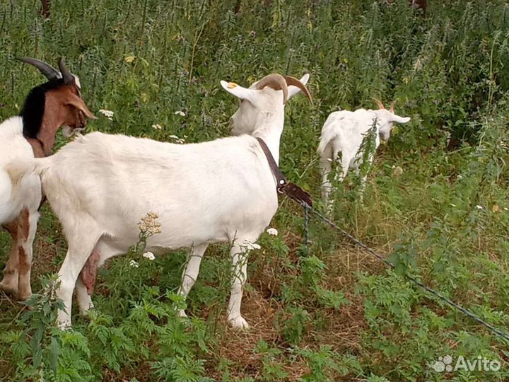 Зааненская дойная коза