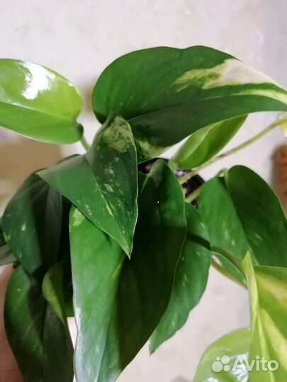 Эпипремнум. Сциндапсус золотистый