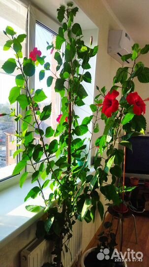 Сортовые гибискусы