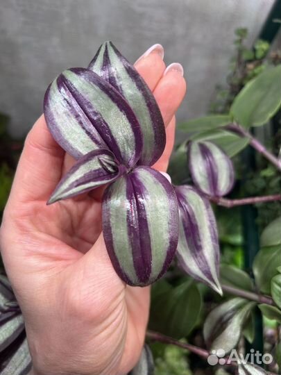 Традесканции 20 сортов