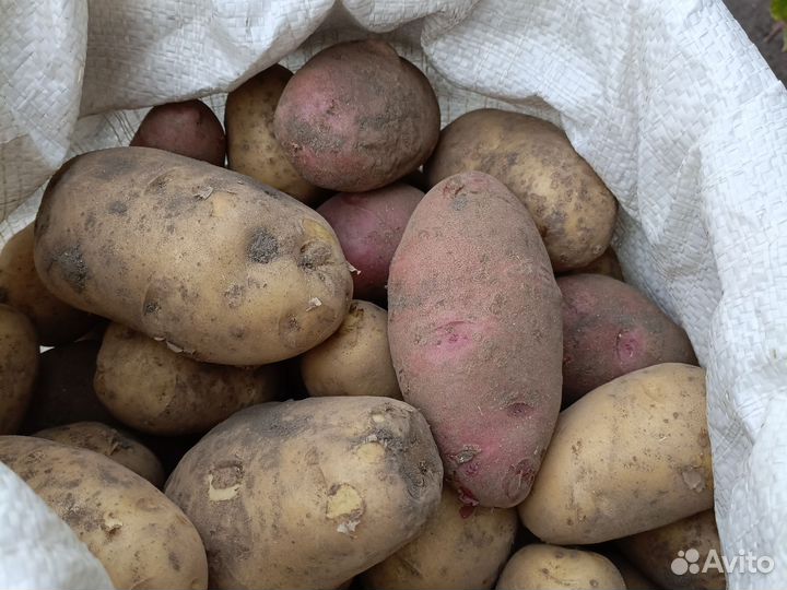 Продам картофель