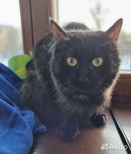 Черная пушистая кошка