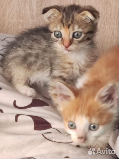 Котята в дар