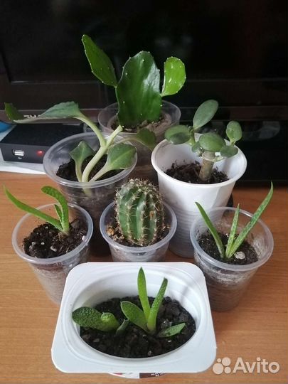 Комнатные цветы