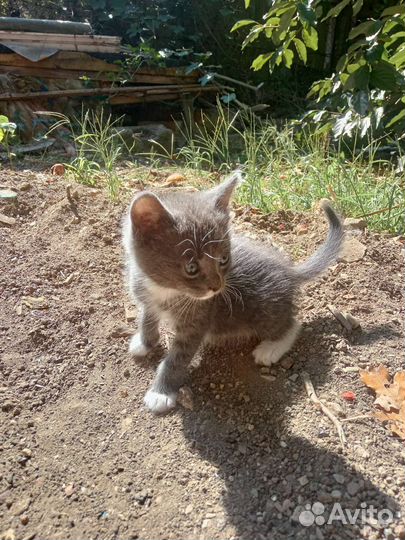 Отдам котят в добрые руки