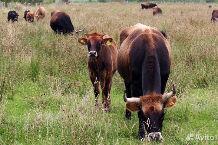 Коровы быки хряки вынужденный забой