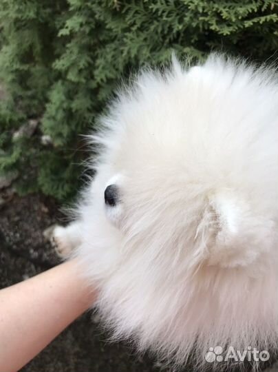 Шпиц девочка РКФ