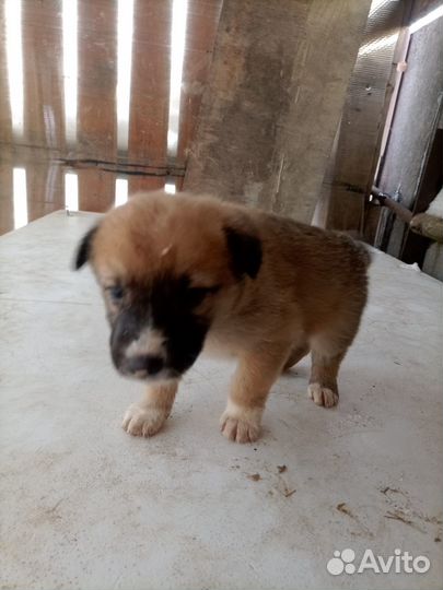 Щенята в добрые руки