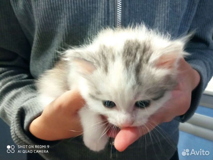Кошки в добрые руки