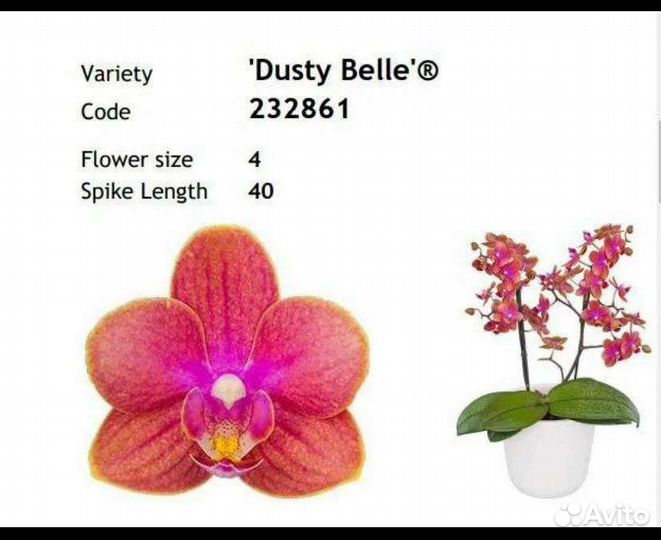 Орхидеи подростки