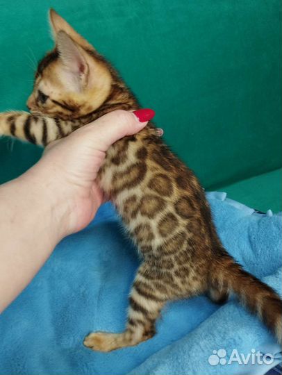 Бенгальские котята