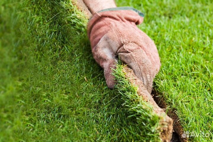 Газонная трава