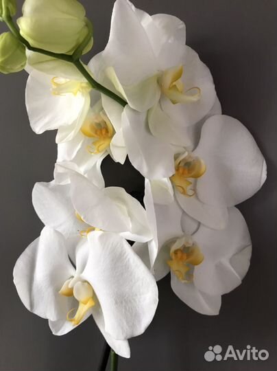 Орхидея фаленопсис
