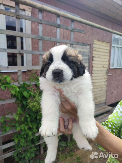 Щенки Московской сторожевой