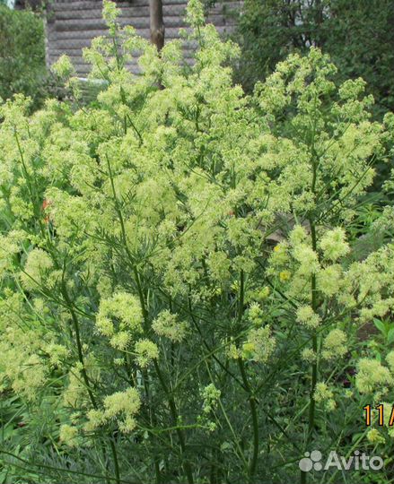 Василистник блестящий(желтый),сорт True Blue