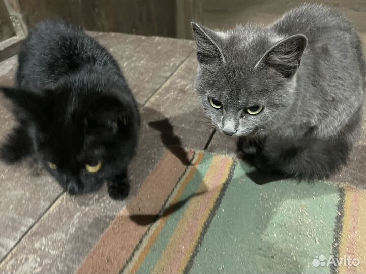 Котята в добрые руки(мальчики)