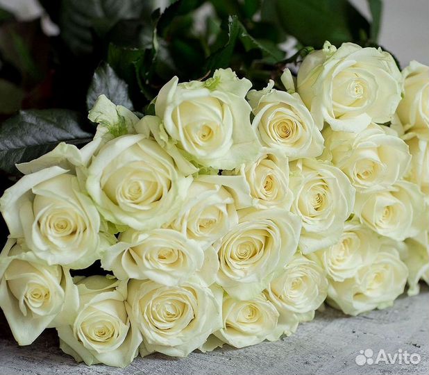 Розы высокие 150 160 170 180 190 200см