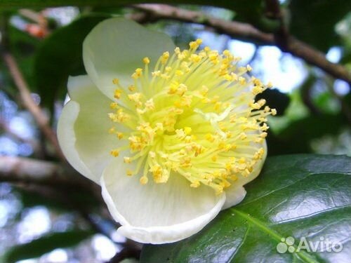 Чайное дерево