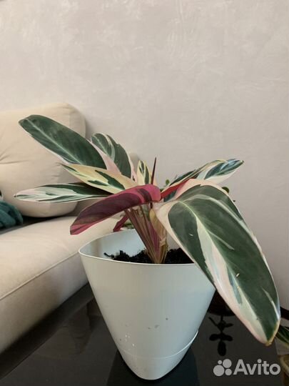 Продам цветы комнатные