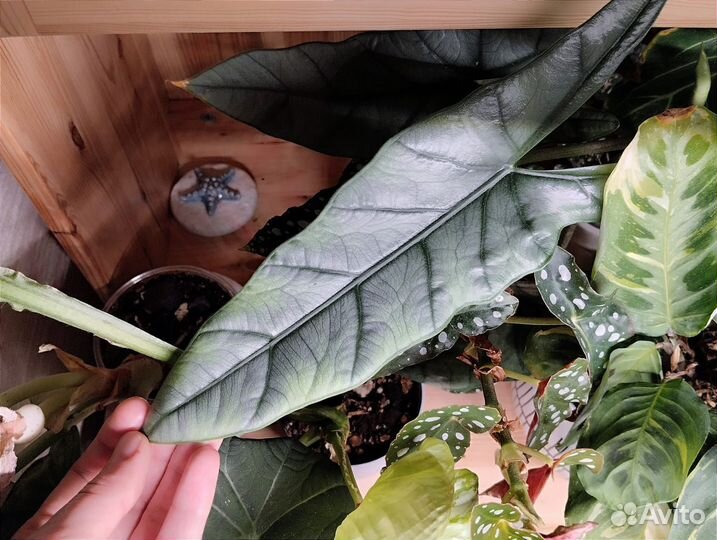 Алоказия хетерофилла