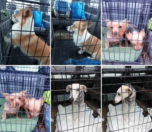 Зоотакси, перевозка животных, доставка животных