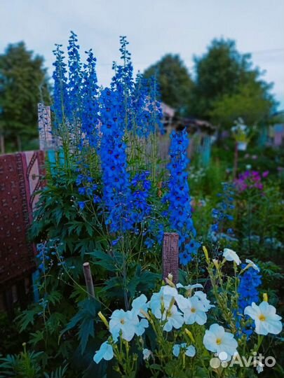 Дельфиниум