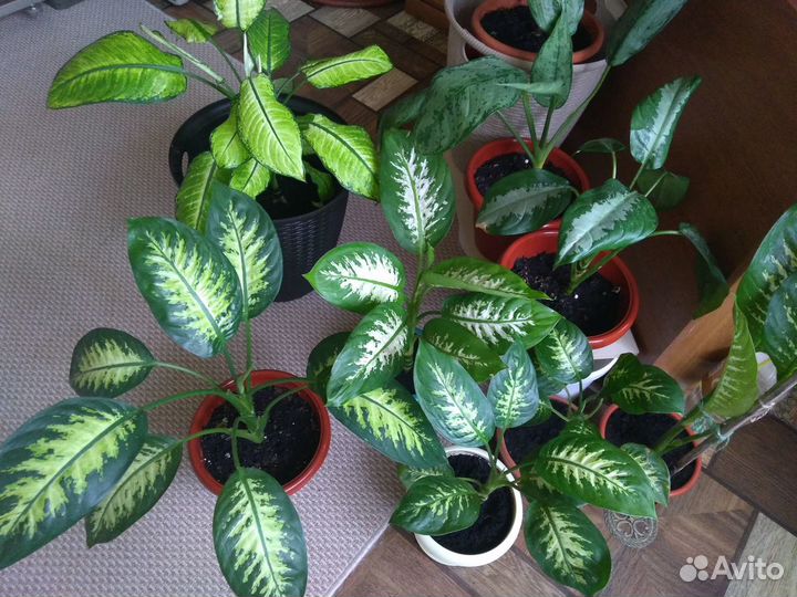 Диффенбахия Тропик Айс