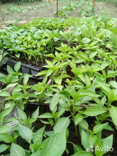 Продаётся рассада