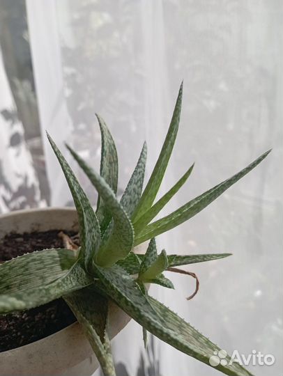 Бугенвилия комнатные цветы