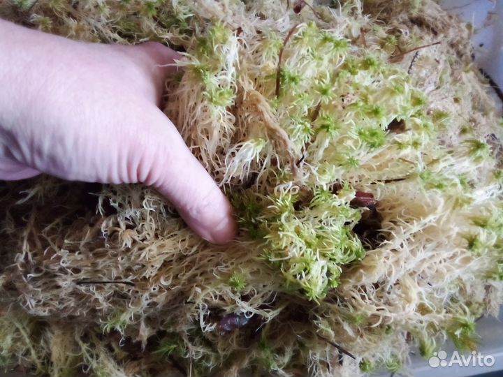 Мат сфагум 5 литров