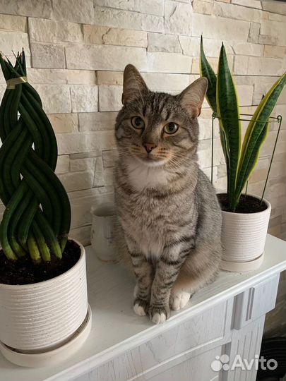 Коты в добрые руки