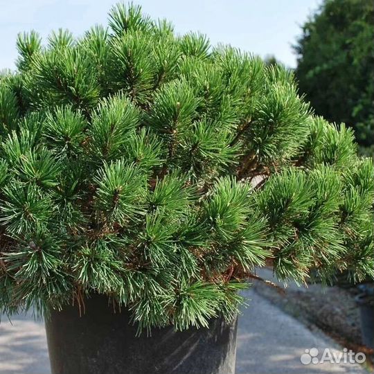 Сосна горная мугус