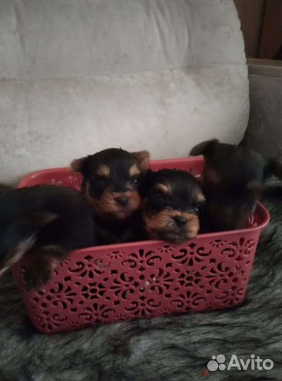 Йоркширский терьер