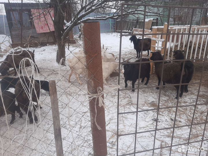 Козы