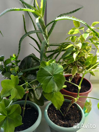 Комнатные растения